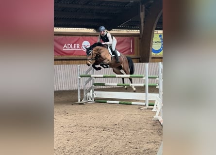 Westfale, Stute, 6 Jahre, 166 cm, Brauner