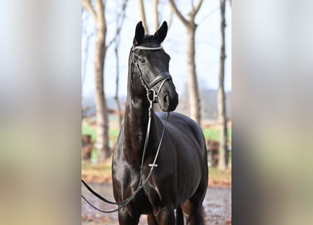Westfale, Stute, 6 Jahre, 166 cm, Rappe