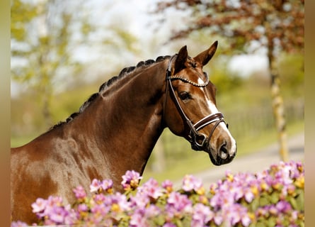 Westfale, Stute, 6 Jahre, 167 cm, Dunkelfuchs