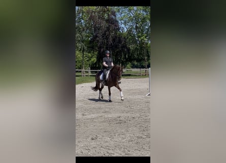 Westfale, Stute, 6 Jahre, 167 cm, Dunkelfuchs