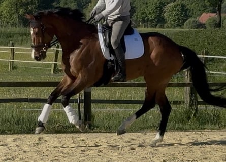 Westfale, Stute, 6 Jahre, 168 cm, Brauner