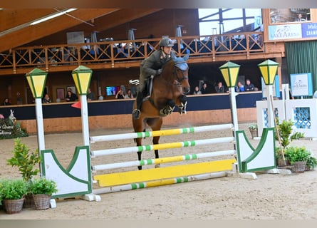 Westfale, Stute, 6 Jahre, 168 cm, Brauner Westfale, Stute, 6 Jahre, 168 cm, Brauner