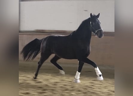 Westfale, Stute, 6 Jahre, 168 cm, Dunkelbrauner