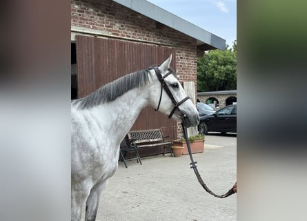 Westfale, Stute, 6 Jahre, 168 cm, Schimmel