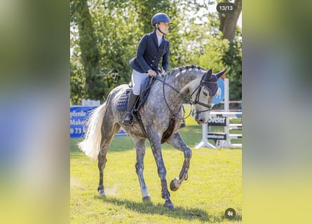 Westfale, Stute, 6 Jahre, 168 cm, Schimmel