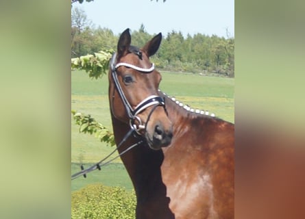 Westfale, Stute, 6 Jahre, 170 cm, Brauner
