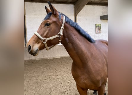 Westfale, Stute, 6 Jahre, 170 cm, Brauner