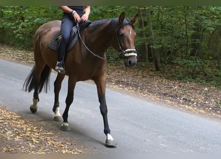 Westfale, Stute, 6 Jahre, 170 cm, Brauner