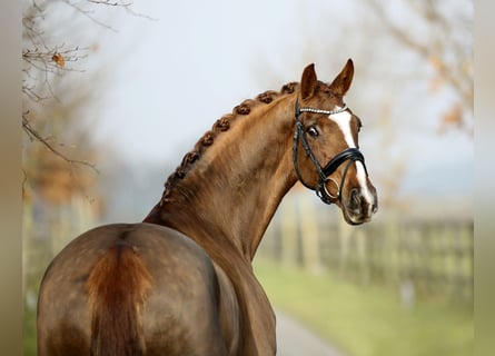 Westfale, Stute, 6 Jahre, 170 cm, Dunkelfuchs