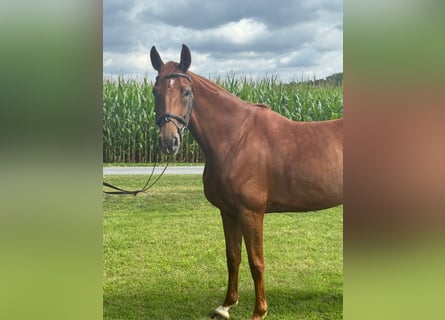 Westfale, Stute, 6 Jahre, 170 cm, Fuchs