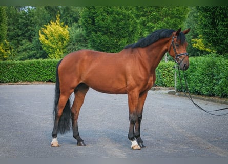 Westfale, Stute, 6 Jahre, 172 cm, Brauner