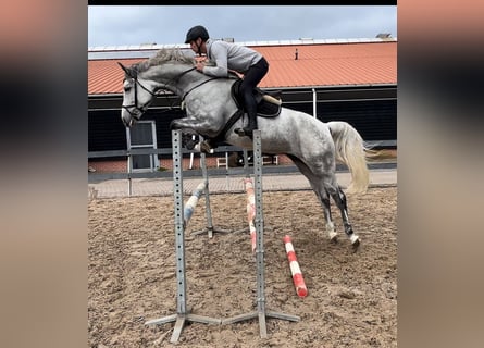 Westfale, Stute, 6 Jahre, 173 cm, Schimmel