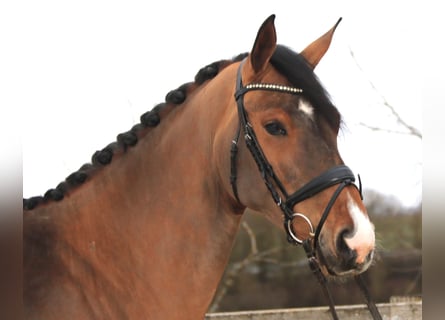 Westfale, Stute, 6 Jahre, 174 cm, Brauner