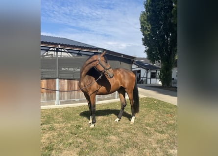 Westfale, Stute, 6 Jahre, 177 cm, Dunkelbrauner