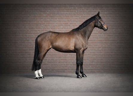 Westfale, Stute, 6 Jahre, Brauner