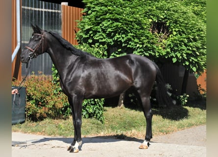 Westfale, Stute, 6 Jahre, Rappe
