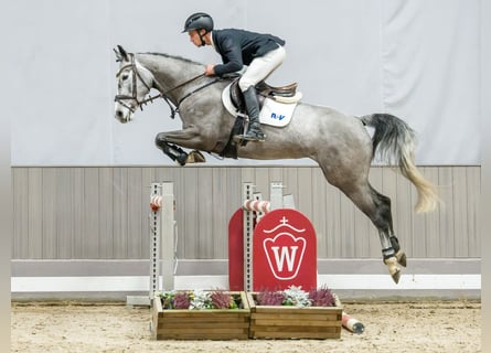 Westfale, Stute, 6 Jahre, Schimmel