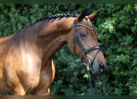 Westfale, Stute, 7 Jahre, 164 cm, Brauner