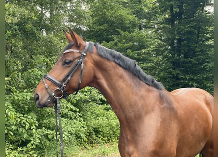 Westfale, Stute, 7 Jahre, 164 cm, Brauner