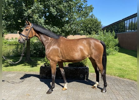 Westfale, Stute, 7 Jahre, 165 cm, Brauner