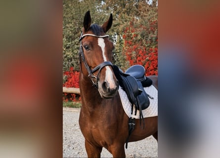Westfale, Stute, 7 Jahre, 165 cm, Brauner