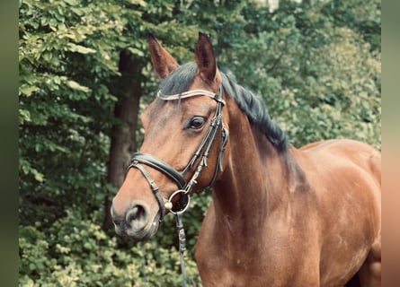 Westfale, Stute, 7 Jahre, 165 cm, Brauner