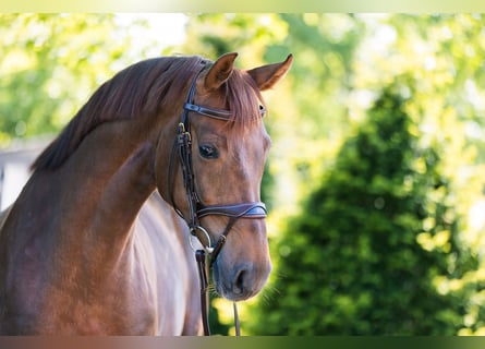 Westfale, Stute, 7 Jahre, 166 cm, Dunkelfuchs