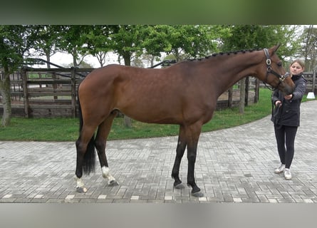 Westfale, Stute, 7 Jahre, 167 cm, Brauner