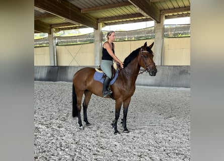 Westfale, Stute, 7 Jahre, 167 cm, Brauner