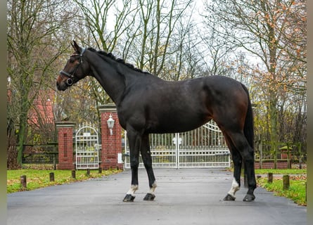 Westfale, Stute, 7 Jahre, 167 cm, Dunkelbrauner