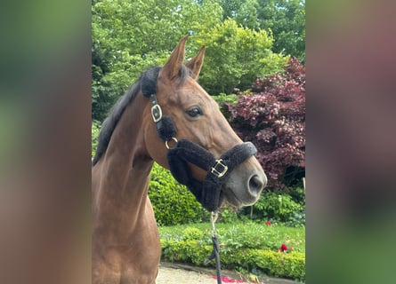 Westfale, Stute, 7 Jahre, 167 cm, Dunkelfuchs