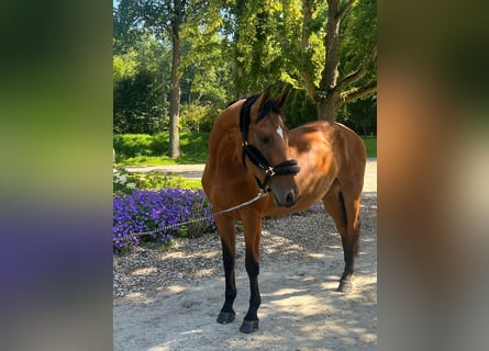 Westfale, Stute, 7 Jahre, 168 cm, Brauner