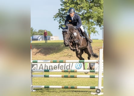 Westfale, Stute, 7 Jahre, 168 cm, Rappe