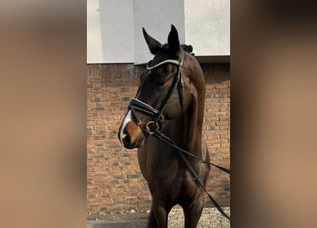 Westfale, Stute, 7 Jahre, 168 cm, Schwarzbrauner