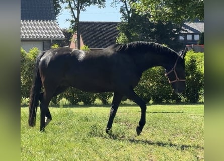 Westfale, Stute, 7 Jahre, 169 cm, Schwarzbrauner