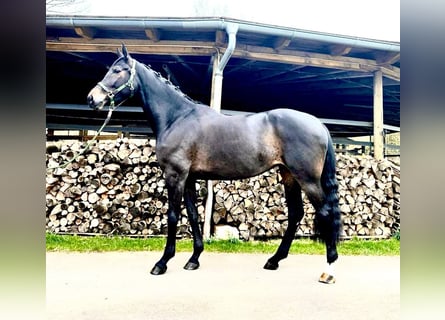 Westfale, Stute, 7 Jahre, 169 cm, Schwarzbrauner