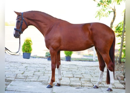 Westfale, Stute, 7 Jahre, 170 cm, Fuchs