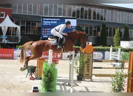Westfale, Stute, 7 Jahre, 170 cm, Fuchs