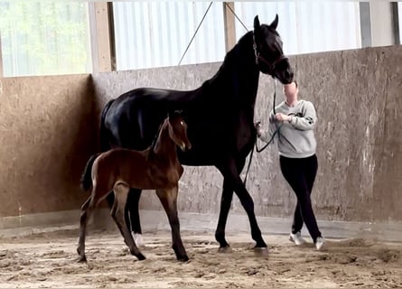 Westfale, Stute, 7 Jahre, 170 cm, Rappe