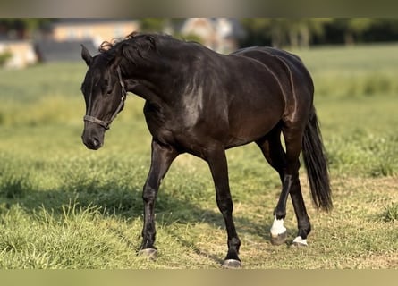 Westfale, Stute, 7 Jahre, 170 cm, Rappe