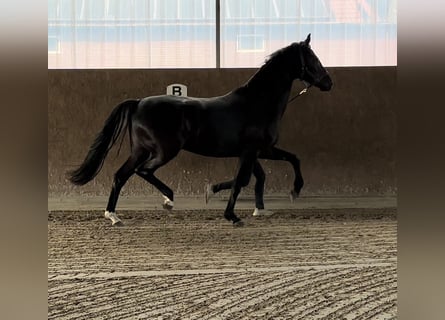 Westfale, Stute, 7 Jahre, 170 cm, Rappe