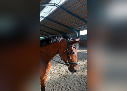 Westfale, Stute, 7 Jahre, 172 cm, Brauner