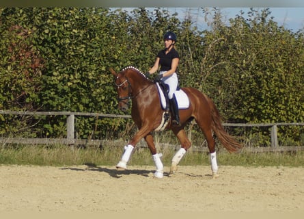 Westfale, Stute, 7 Jahre, 172 cm, Dunkelfuchs