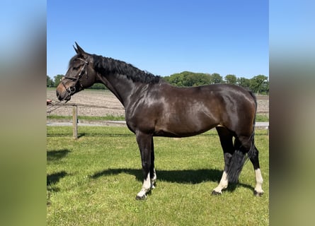 Westfale, Stute, 7 Jahre, 172 cm, Schwarzbrauner