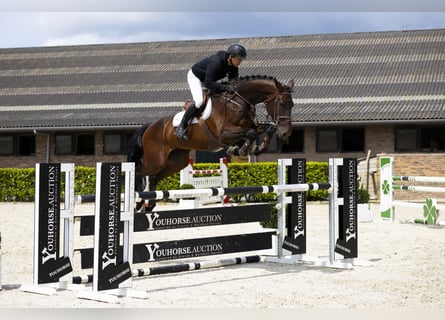 Westfale, Stute, 7 Jahre, 175 cm, Dunkelbrauner