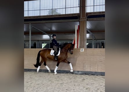 Westfale, Stute, 7 Jahre, 178 cm, Brauner