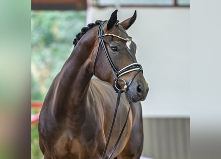 Westfale, Stute, 7 Jahre, Brauner