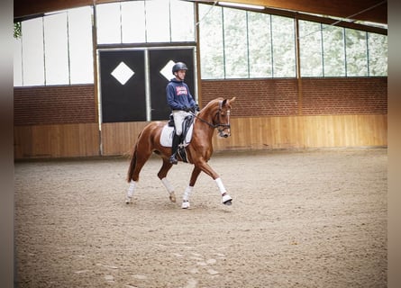 Westfale, Stute, 8 Jahre, 153 cm, Fuchs