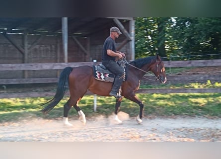 Westfale, Stute, 8 Jahre, 157 cm, Rotbrauner