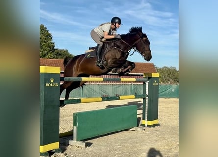 Westfale, Stute, 8 Jahre, 163 cm, Schwarzbrauner